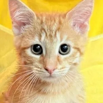 Sherbert