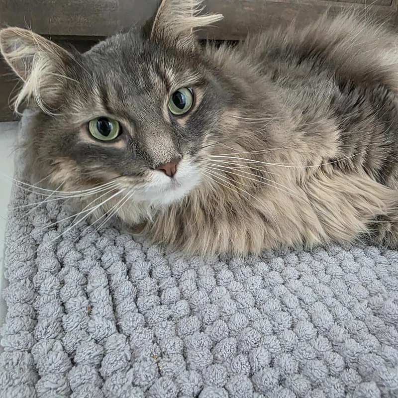 A young medium-sized male Dilute Tortoiseshell Domestic Long Hair cat named Milo for adoption in Sauk City, WI