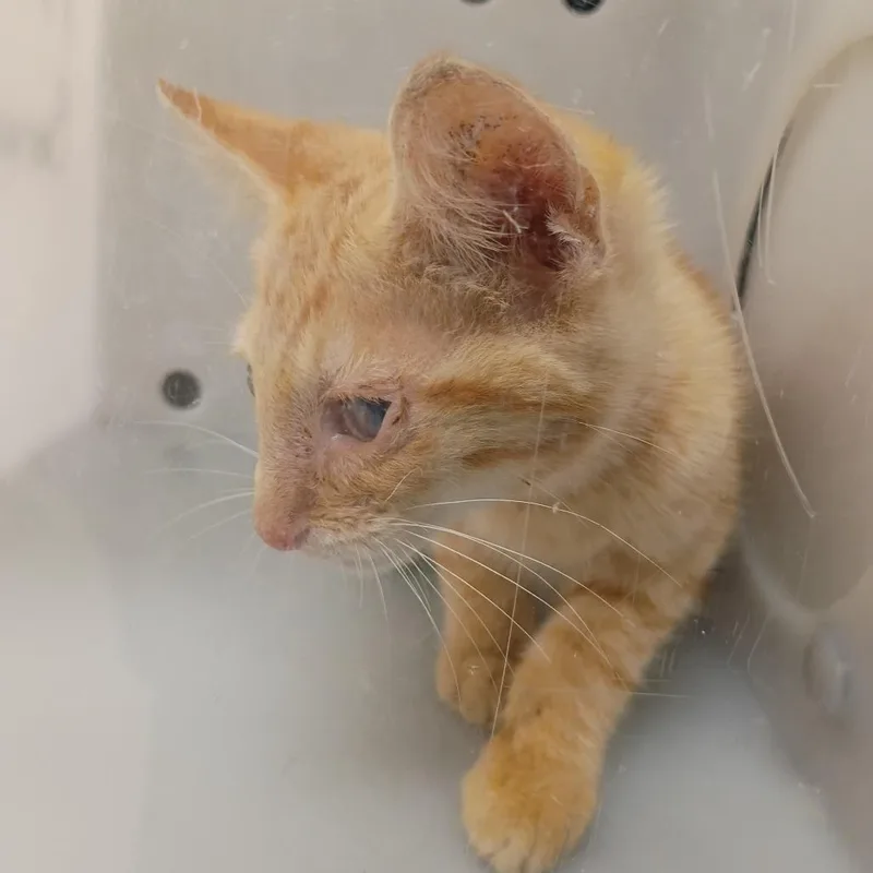 A baby small-sized male Orange / Red Domestic Short Hair cat named Clancey for adoption in Columbus, GA