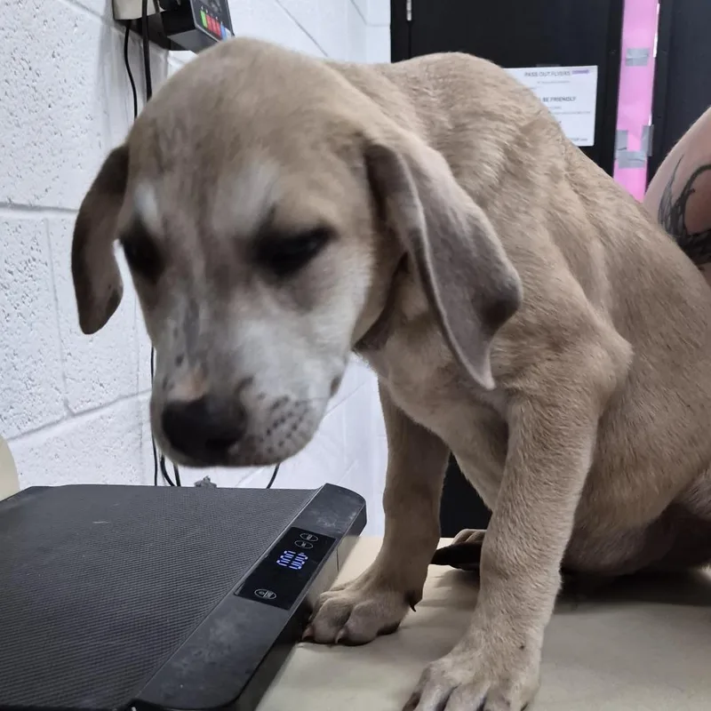 A baby small-sized male Yellow / Tan / Blond / Fawn Mixed Breed dog named Waffles for adoption in Ardmore, OK