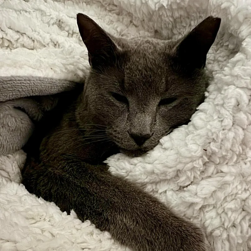 A young large-sized male Gray / Blue / Silver Domestic Short Hair cat named Chunk for adoption in Roanoke, VA