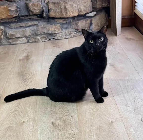 An adult medium-sized male Domestic Short Hair cat named Onyx for adoption in Bloomington, IN