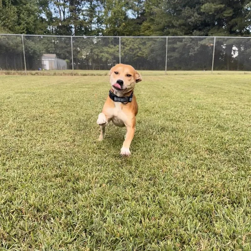 An adult medium-sized female American Staffordshire Terrier dog named Louise for adoption in Chesapeake, VA