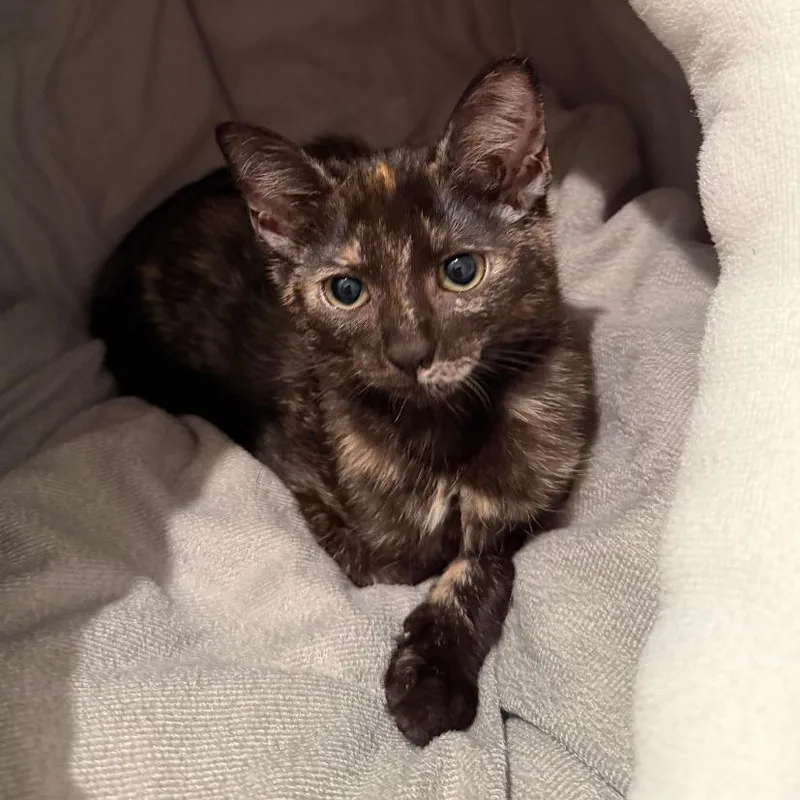 A baby small-sized female Black Domestic Short Hair cat named Marie for adoption in Santa Fe, TX