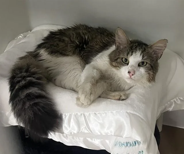 A young medium-sized male Domestic Long Hair cat named Han Solo for adoption in Boston, MA
