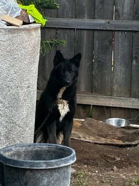 An adult large-sized male Australian Kelpie dog named Dante for adoption in Stockton, CA