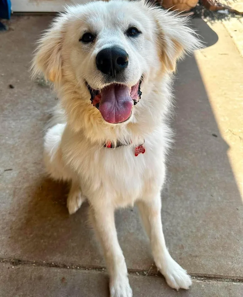 A young large-sized male White / Cream Great Pyrenees dog named Behrett for adoption in Kiowa, OK