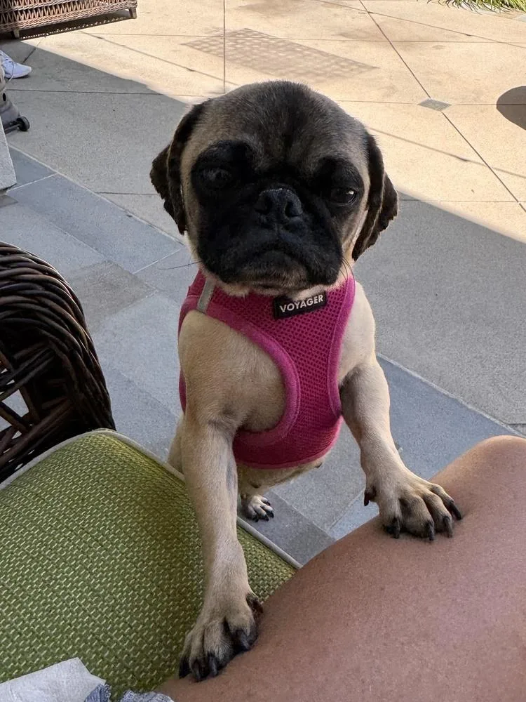 Tilly thumbnail 3