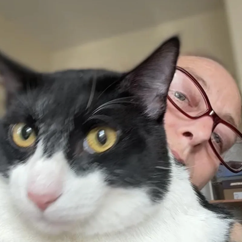 A young medium-sized male Black & White / Tuxedo American Shorthair cat named Gambino for adoption in Brooklyn, NY