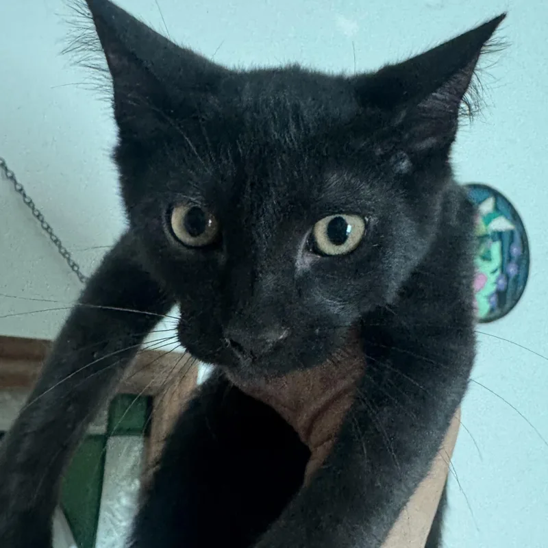 A baby small-sized female Domestic Short Hair cat named Nugget for adoption in San Andreas, CA