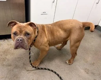 Persephone thumbnail 2