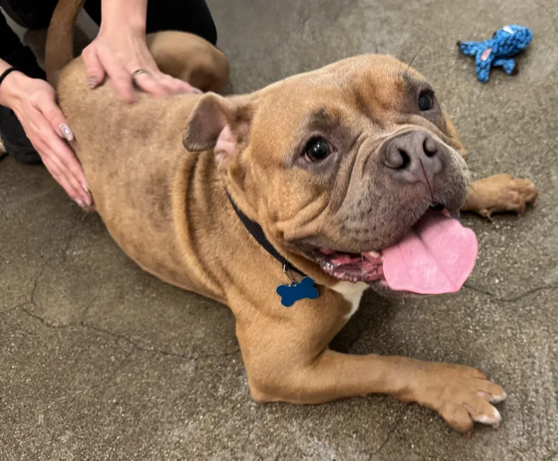 Persephone thumbnail 3