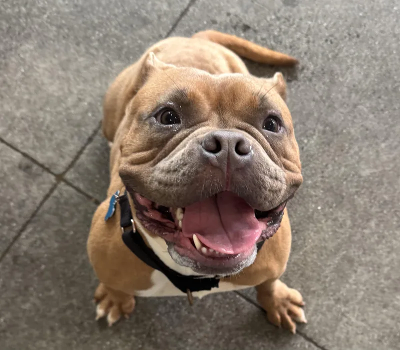 Persephone thumbnail 5