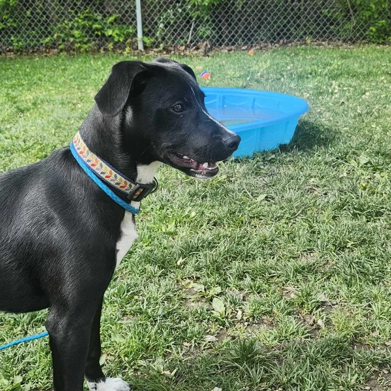 A young medium-sized male Black Labrador Retriever dog named Fernando for adoption in Muncie, IN