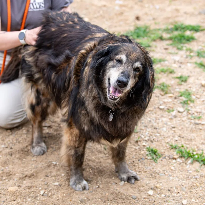 A senior large-sized female Sable Bearded Collie dog named TulipBonded w KC Avail for adoption in Kennebunk, ME