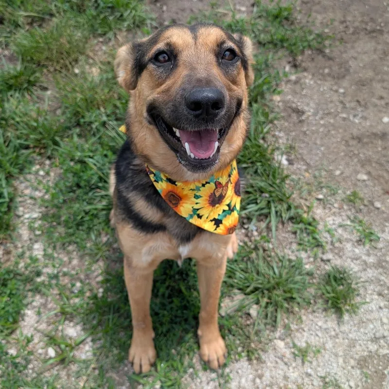 A young medium-sized female Black German Shepherd Dog dog named Jessi for adoption in Independence, KS