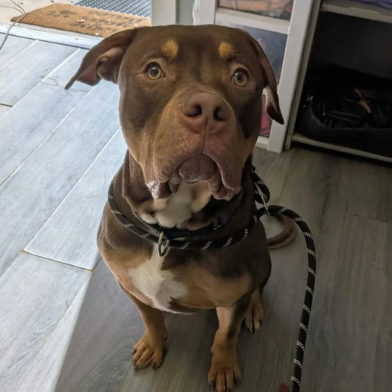 An adult small-sized male Brown / Chocolate Mixed Breed dog named Ronaldo for adoption in Greenville, PA