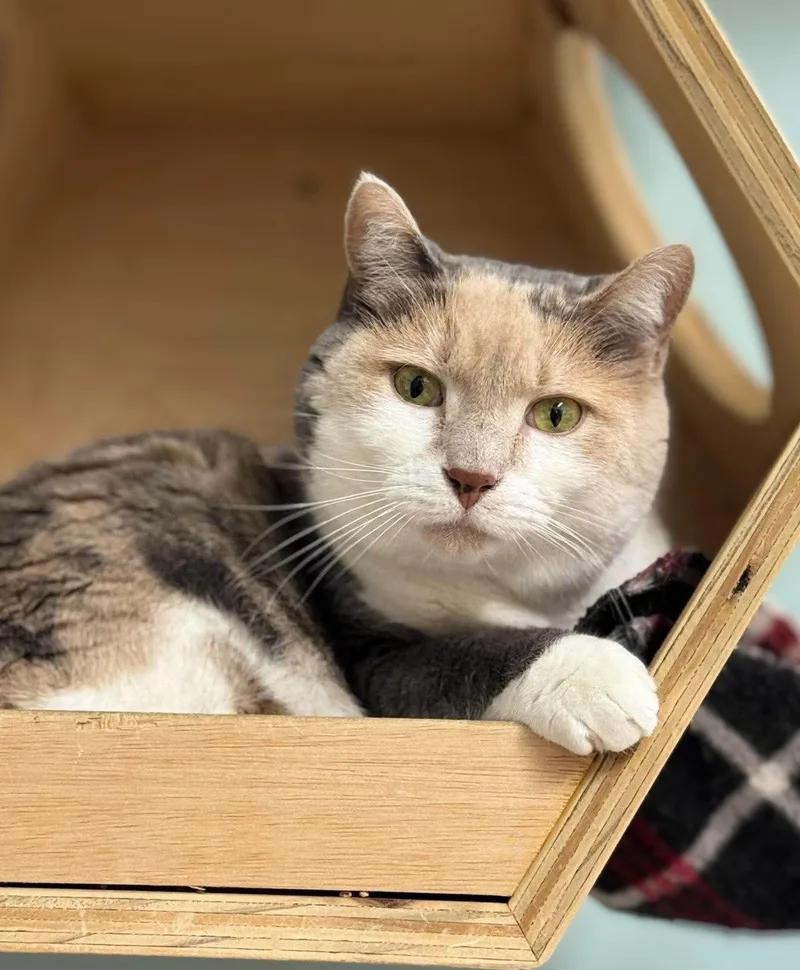 An adult medium-sized female Domestic Short Hair cat named Kit Kat for adoption in Gonic, NH