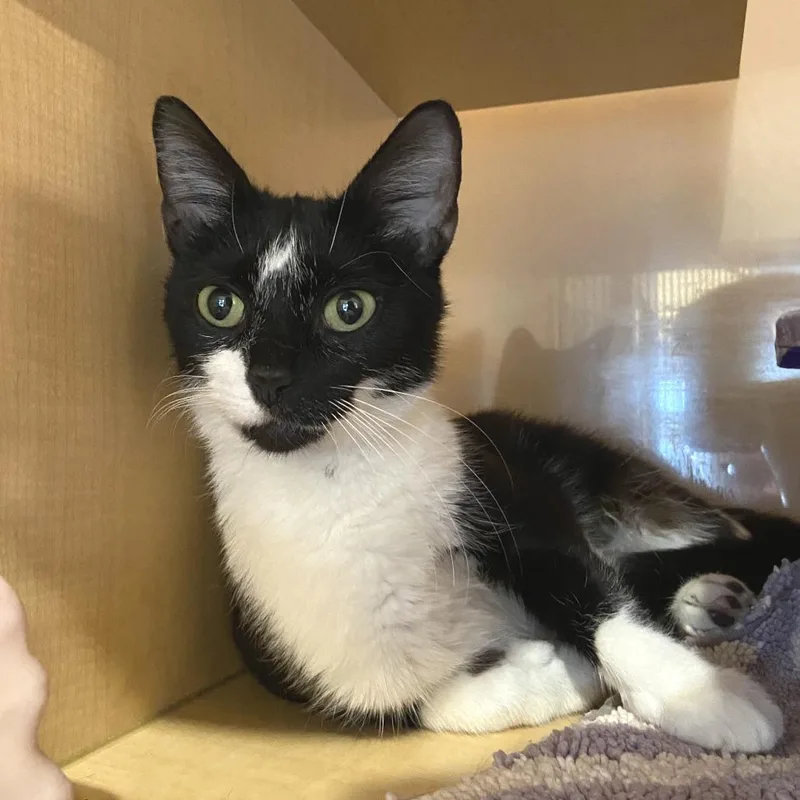 Butter Pecan thumbnail 2