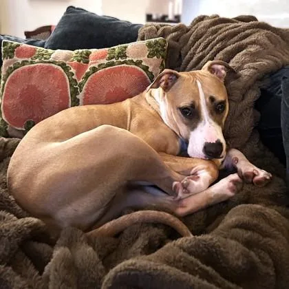 An adult large-sized female Mixed Breed dog named Twista for adoption in Washington, DC