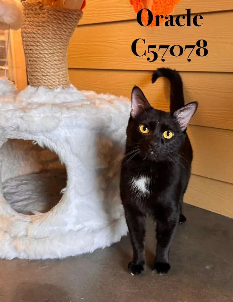 An adult medium-sized male Domestic Short Hair cat named Oracle for adoption in Clarksville, TN