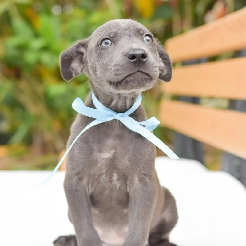 A baby small-sized male Gray / Blue / Silver Mixed Breed dog named Comet for adoption in Kailua Kona, HI