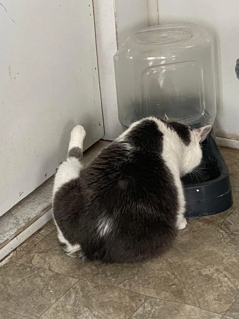 A senior large-sized female Domestic Short Hair cat named Tippie for adoption in Hillsboro, OH