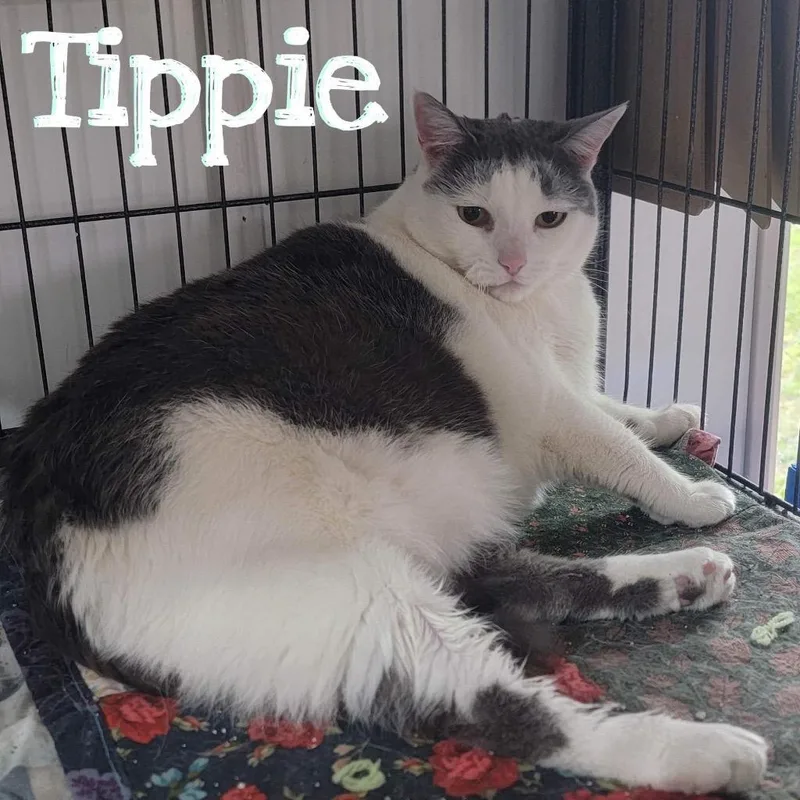 Tippie thumbnail 2