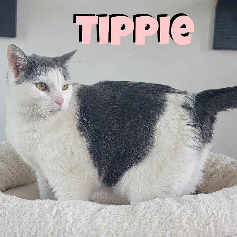 Tippie thumbnail 3