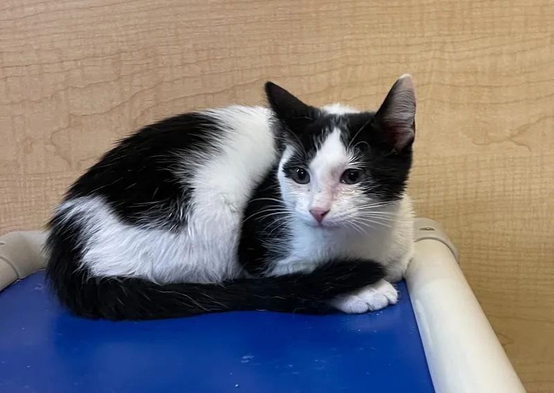 A baby medium-sized male Black & White / Tuxedo Domestic Short Hair cat named Yogi for adoption in Spring Brook, NY