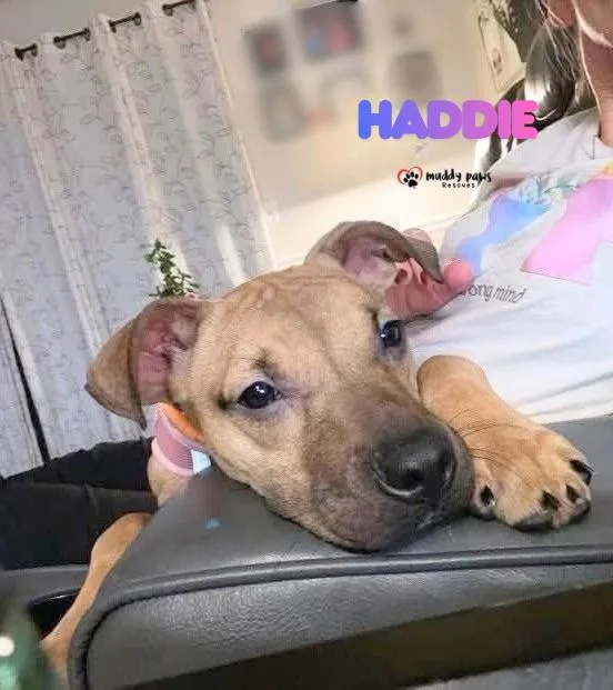 Haddie