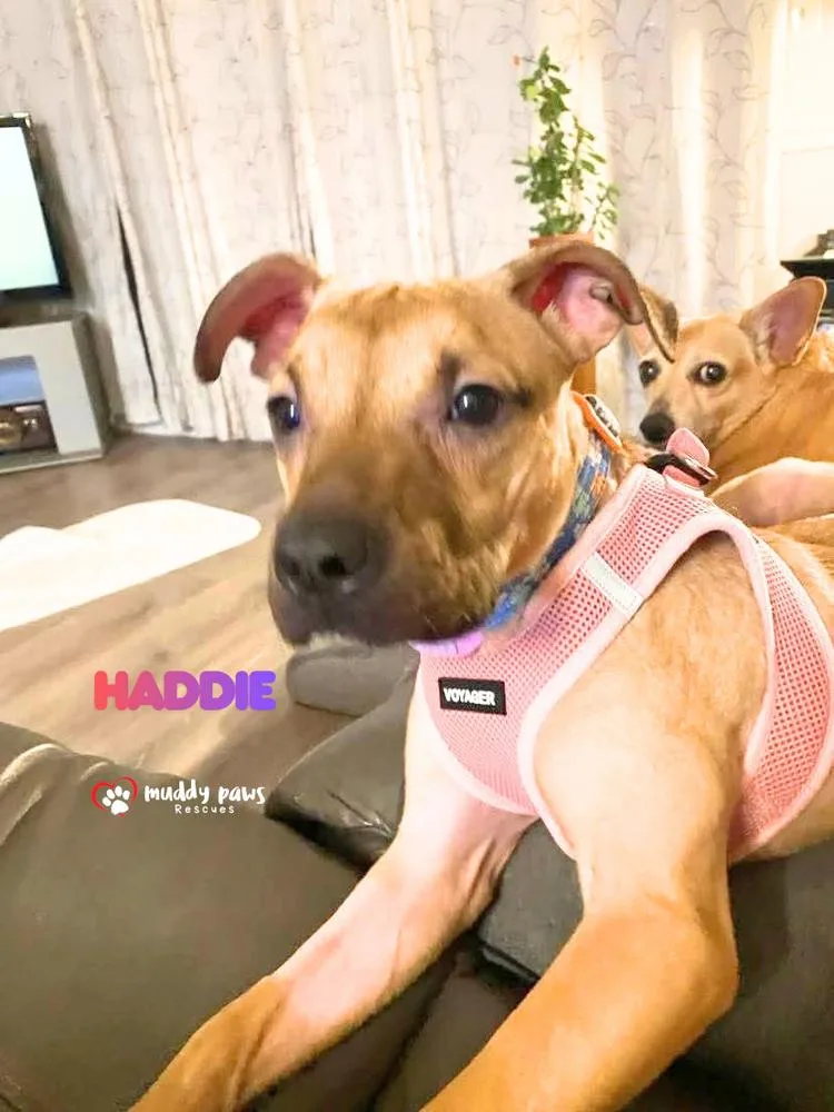 Haddie thumbnail 2