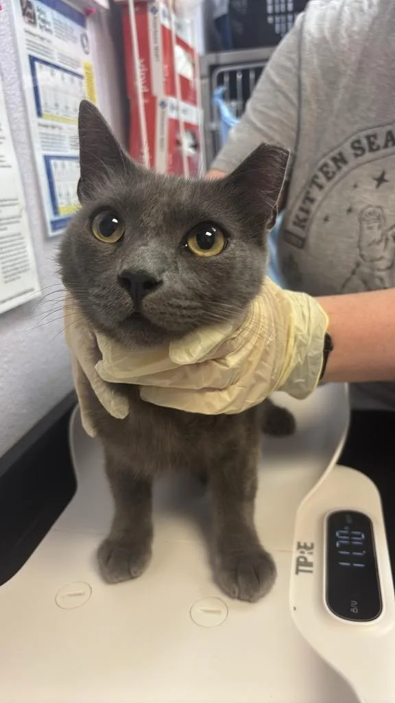 A young large-sized male Domestic Short Hair cat named Cassidy for adoption in New Braunfels, TX