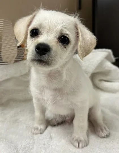 A young small-sized male Chihuahua dog named Marky for adoption in Phoenix, AZ