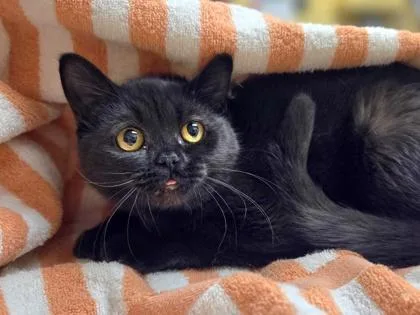 A baby small-sized female Domestic Short Hair cat named Quebec for adoption in Westland, MI