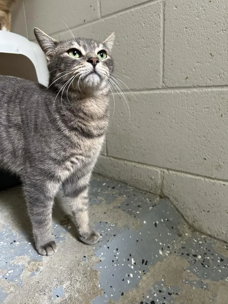 An adult medium-sized female Domestic Short Hair cat named Jessie for adoption in Ontario, CA