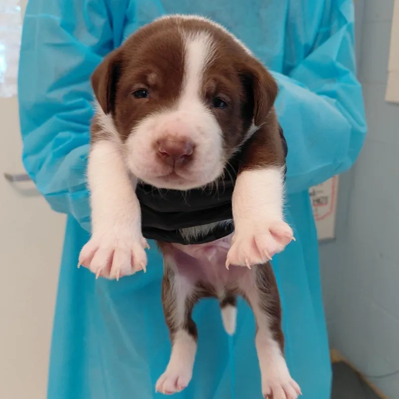A baby medium-sized male Brown / Chocolate Mixed Breed dog named Asteroid for adoption in LOXAHATCHEE, FL