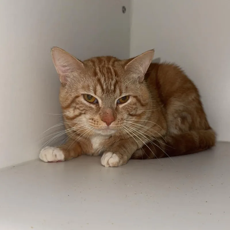 An adult medium-sized male American Shorthair cat named Panthro for adoption in Danbury, CT