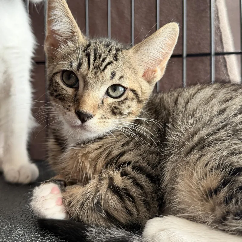 A baby small-sized male Domestic Short Hair cat named Sao Vicente for adoption in Los Angeles, CA