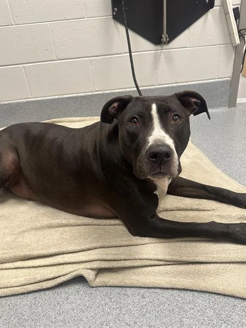 An adult small-sized male Pit Bull Terrier dog named Bruno for adoption in Indianapolis, IN
