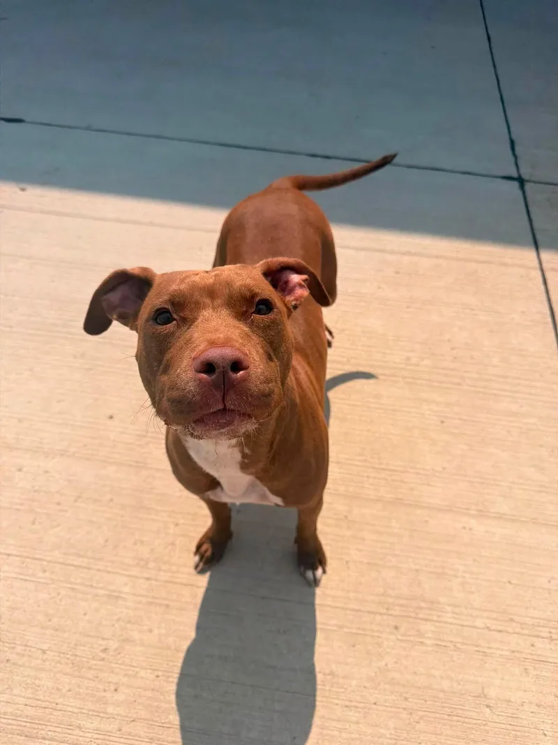 An adult medium-sized female Red / Chestnut / Orange Pit Bull Terrier dog named Scarlet for adoption in Lincoln Park, MI