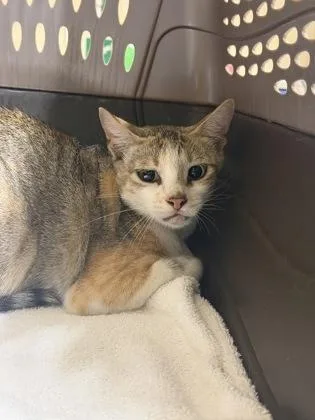 An adult small-sized female Domestic Short Hair cat named Jenny for adoption in Honolulu, HI