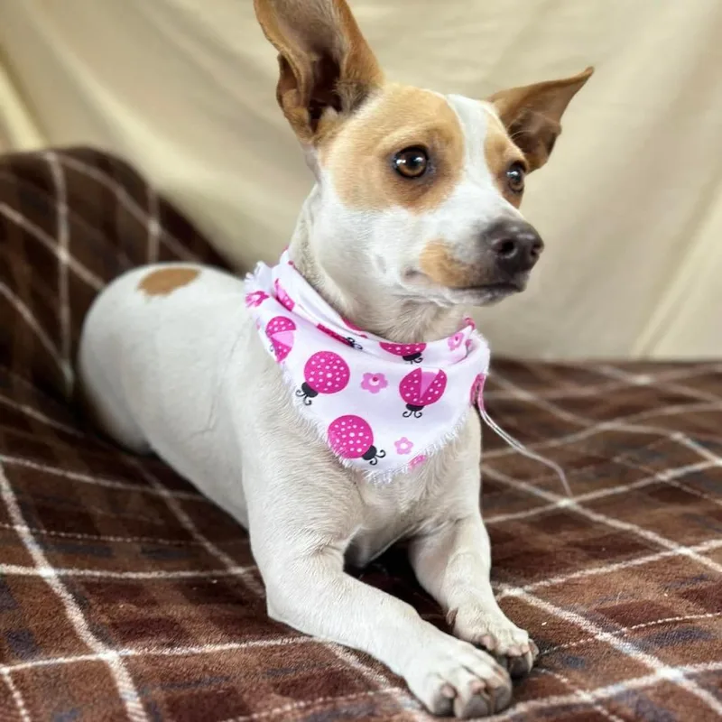 Blanquie thumbnail 2