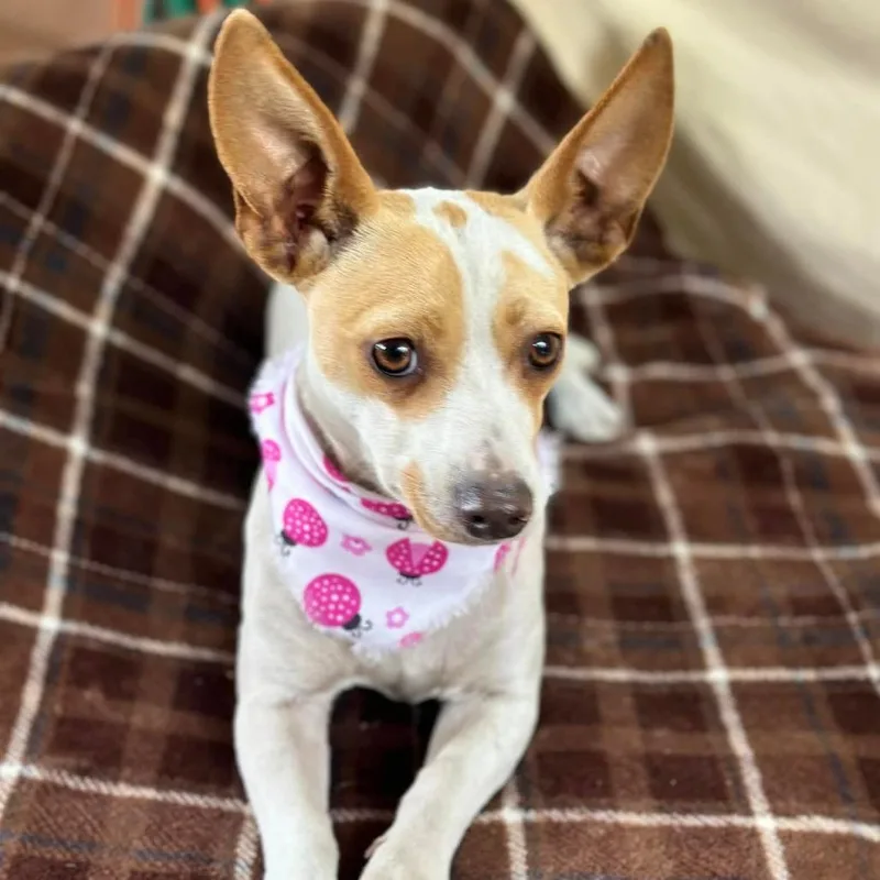 Blanquie thumbnail 3