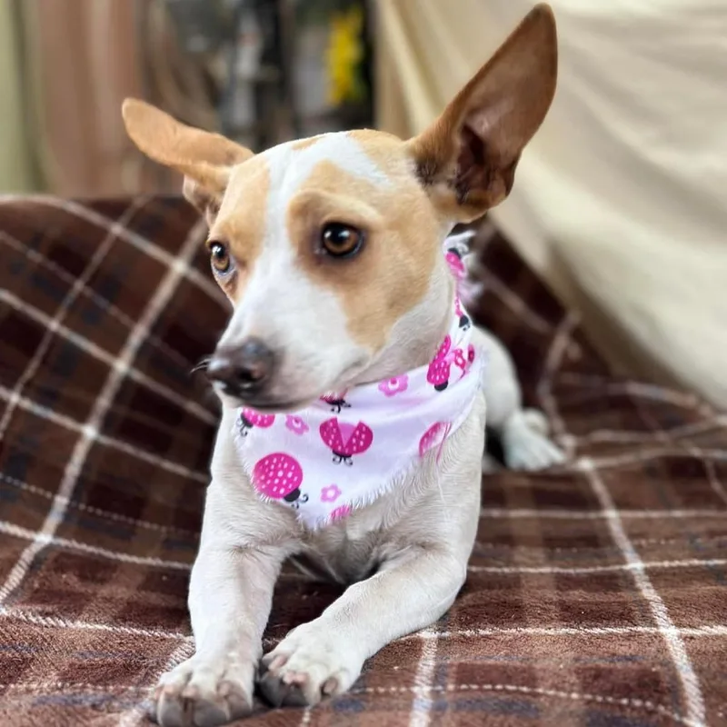 Blanquie thumbnail 4