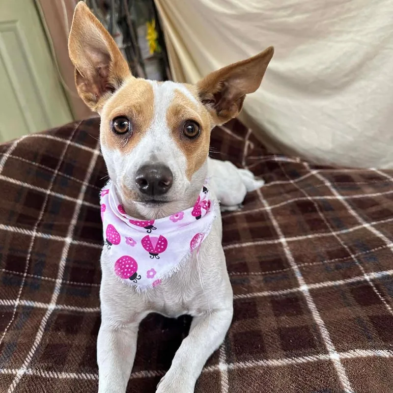 Blanquie thumbnail 5