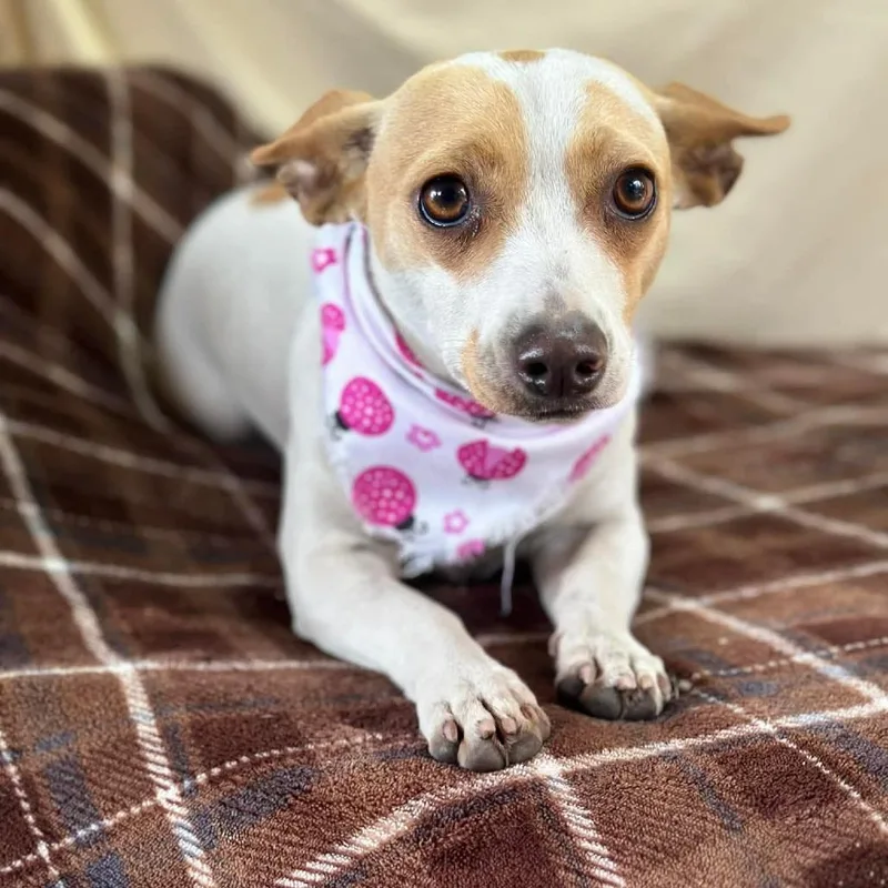 Blanquie thumbnail 6