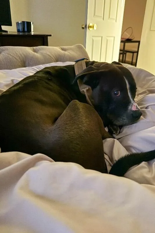 An adult medium-sized male Black Mixed Breed dog named Chester for adoption in Cincinnati, OH