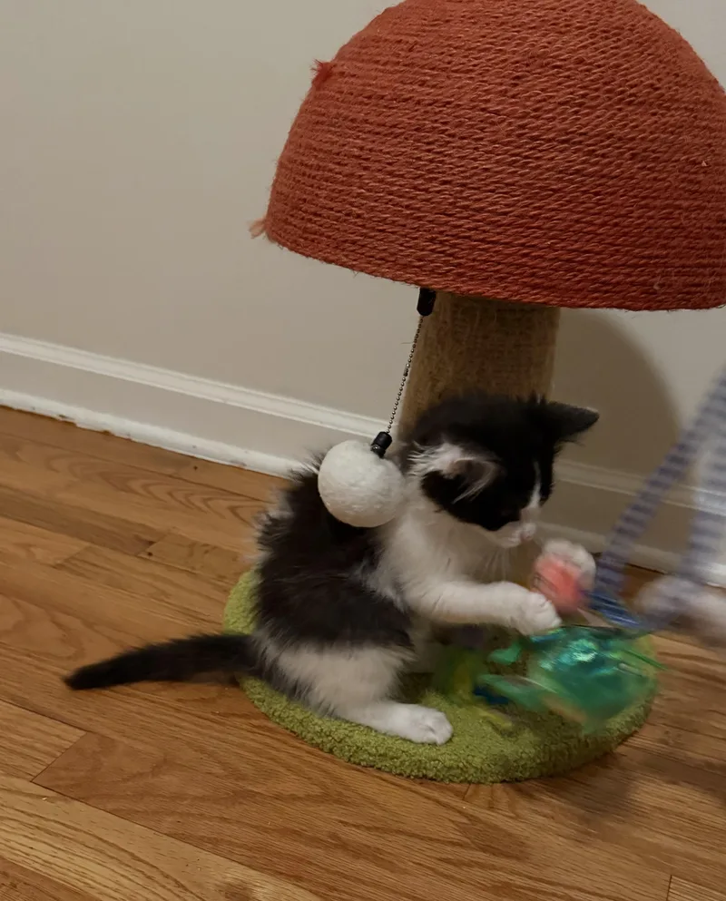 A baby medium-sized female Black & White / Tuxedo Domestic Long Hair cat named Oreo for adoption in Seneca, SC