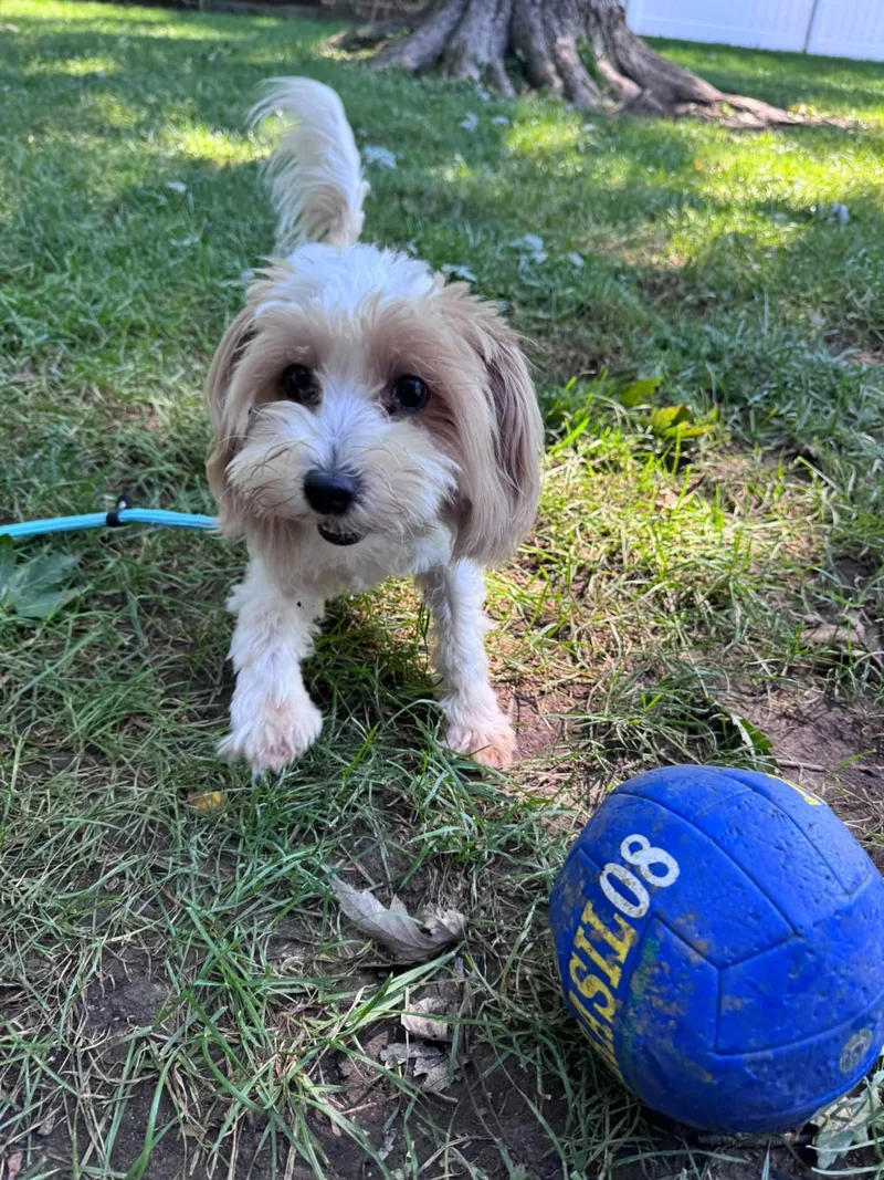 A young small-sized male White / Cream Maltese dog named Jubilee for adoption in Dayton, OH